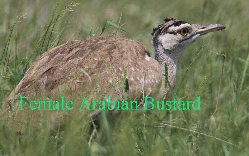 Female-Arabian-Bustard