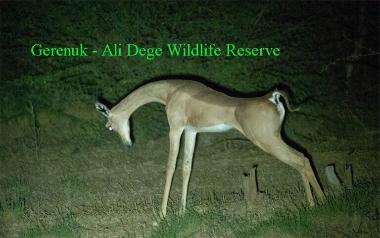 Visit Alay Dege Wildlife Reserve 5 Days