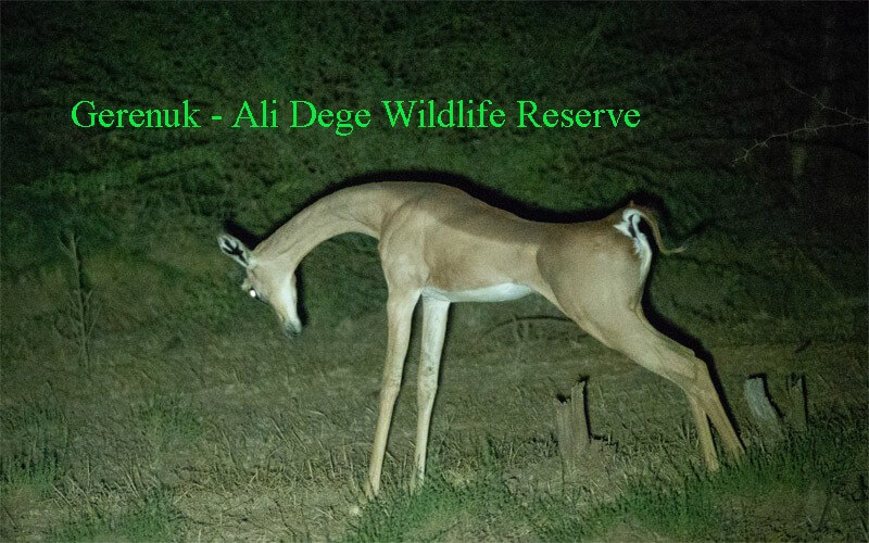 Gerenuk-Ali-Dege-Wildlife-Reserve