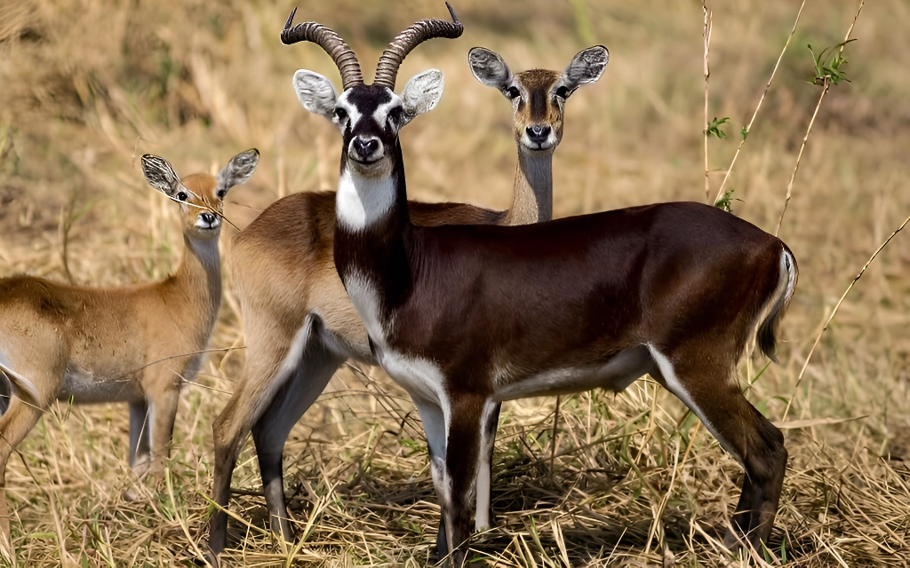 Gambela National Park