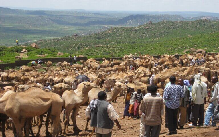 Discover Harar, Visit Dakatta Rocks, Babile Camel Market 4 Days
