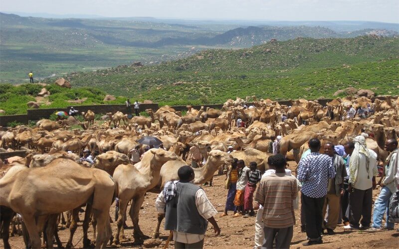 les-chameaux-à-marché-de-Babille