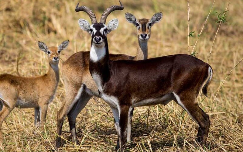 Gambela-National-Park-White-Eared-Kob