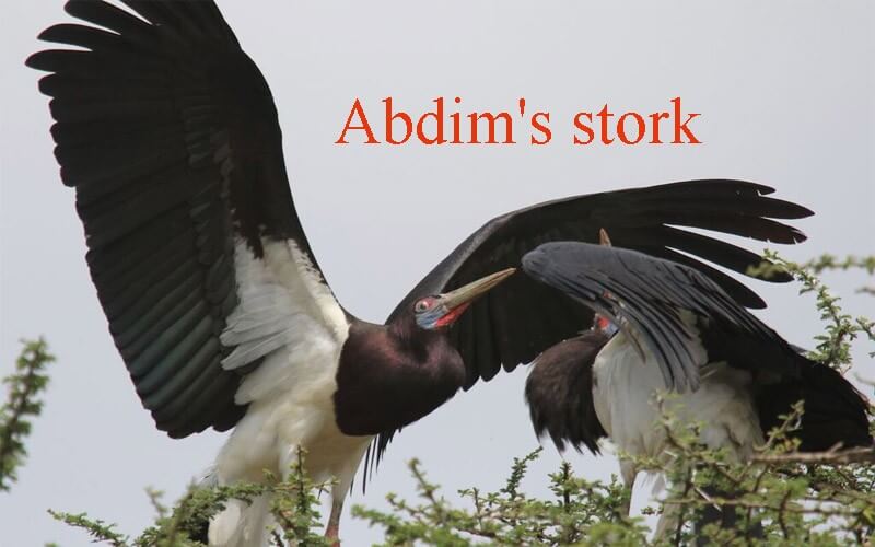 Abdims-stork
