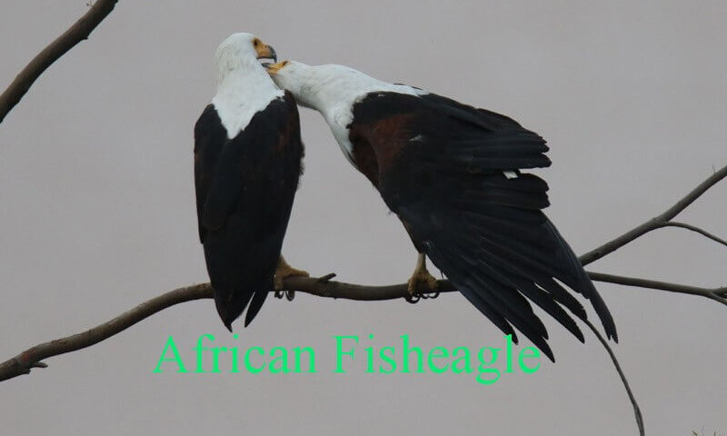 African-Fisheagle