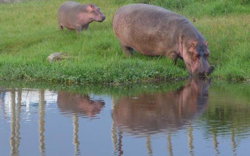 Hippo-Awassa
