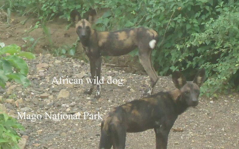 African-Wild-Dog