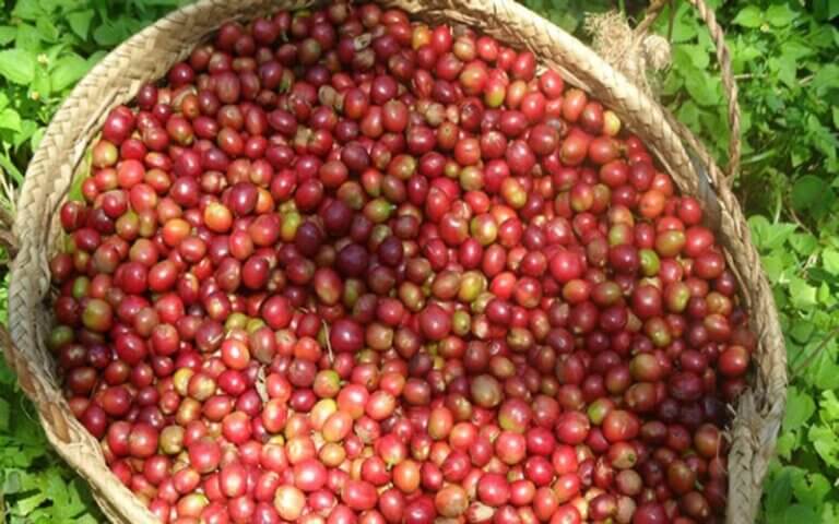 Discover Organic Coffee in Kaffa, Bonga 5 Days