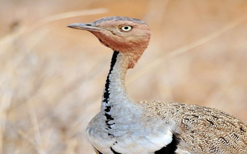 Des oiseaux endémique en Éthiopie