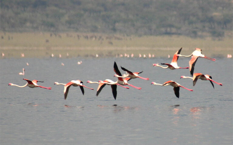 Parc National des Lacs Abijatta, Shalla