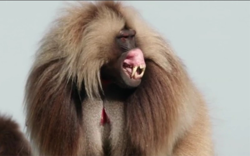 Discover gelada baboons