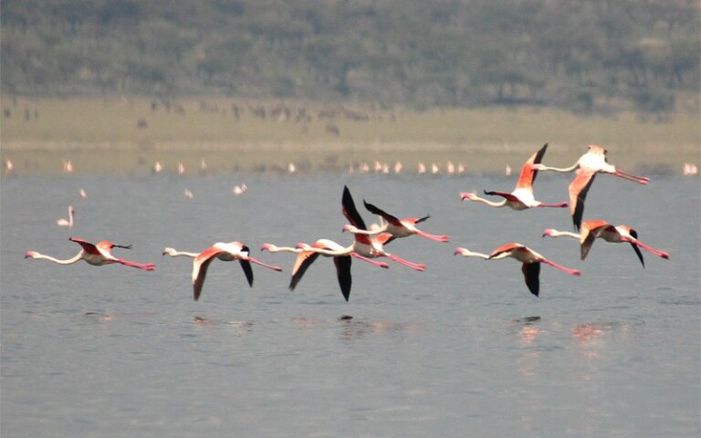 Visit Lake Langano 6 Days