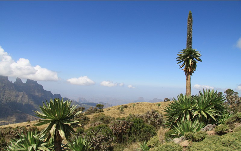 Gondar-and-Simien-Mountains-Park